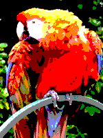 Amstrad parrot