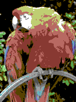 c64 parrot